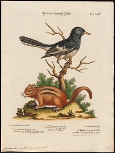 Tamias lysteri - 1700-1880 - Print - Iconographia Zoologica - Special Collections University of Amsterdam - UBA01 IZ16300363