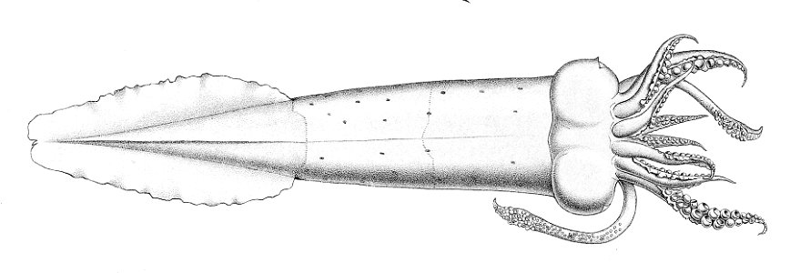 Taonius borealis1