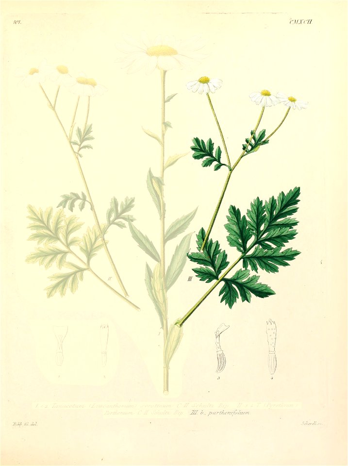 Tanacetum partheniifolium