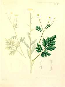 Tanacetum partheniifolium. Free illustration for personal and commercial use.