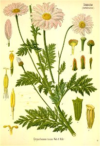 Tanacetum coccineum - 001x
