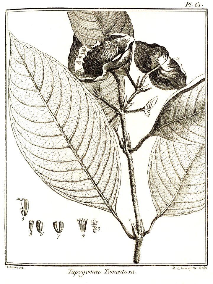 Tapogomea tomentosa Aublet 1775 pl 61