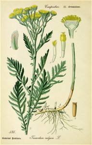 Tanacetum vulgare001