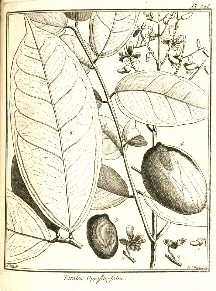 Taralea oppositifolia Aublet 1775 pl 298
