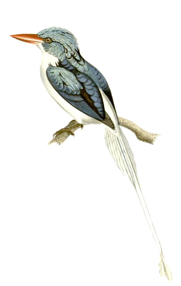 Tanysiptera riedelii