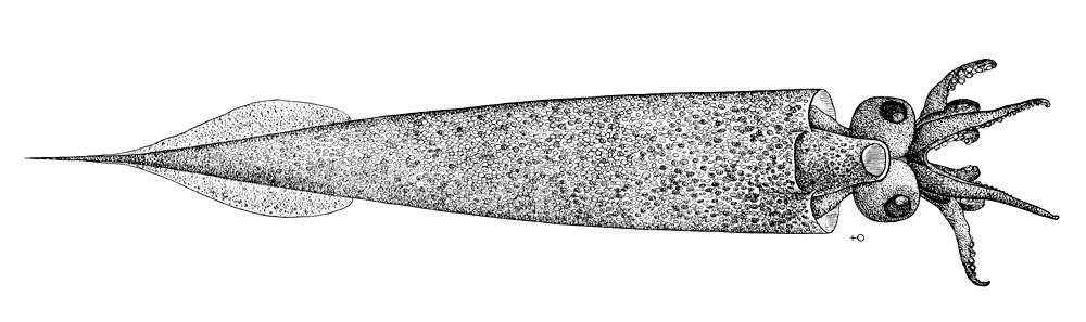 Taonius borealis