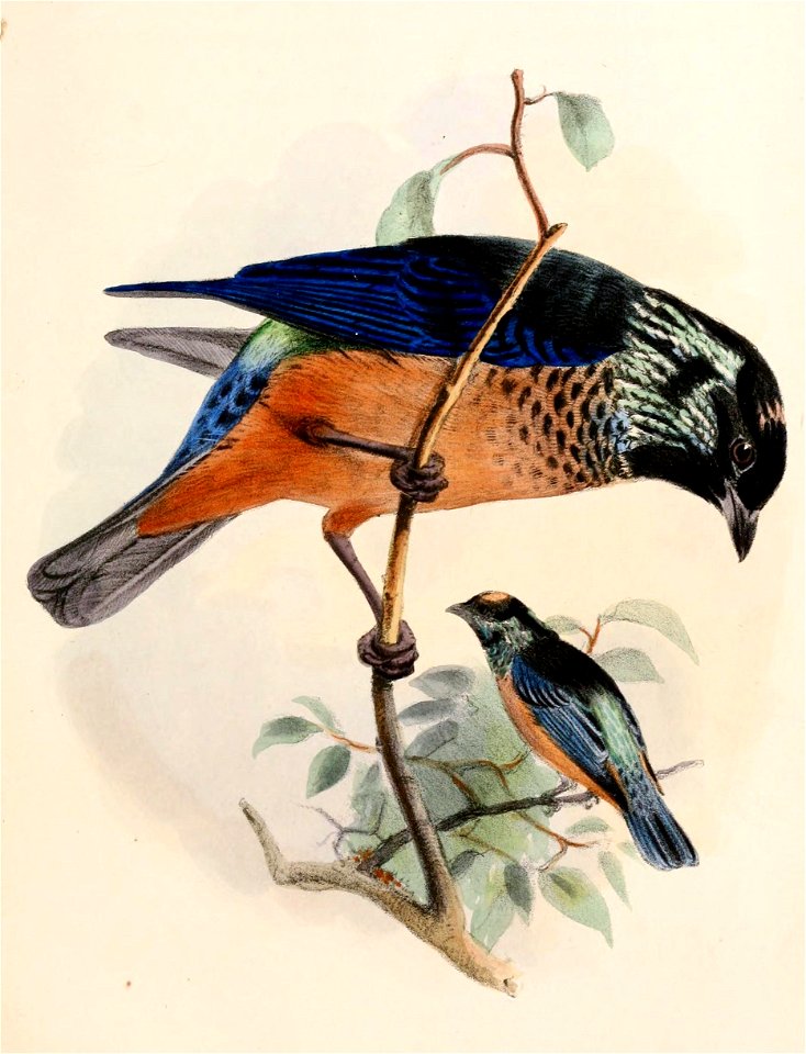 Tangara dowii 1863