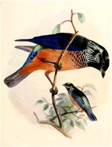 Tangara dowii 1863