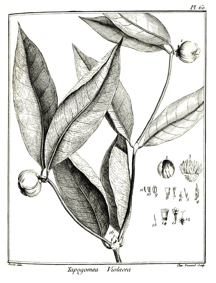 Tapogomea violacea Aublet 1775 pl 60