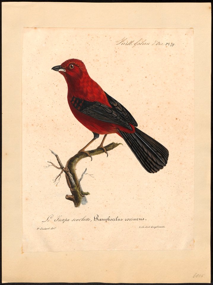 Tanagra brasilia - 1825-1834 - Print - Iconographia Zoologica - Special Collections University of Amsterdam - UBA01 IZ15900223
