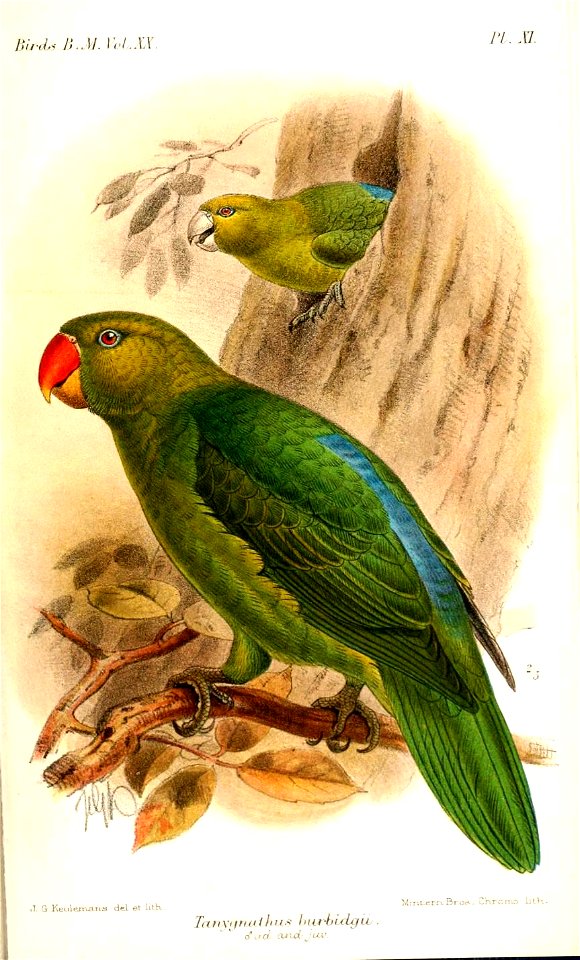 TanygnathusBurbidgiiKeulemans