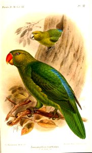 TanygnathusBurbidgiiKeulemans