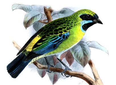 TangaraJohannaeKeulemans
