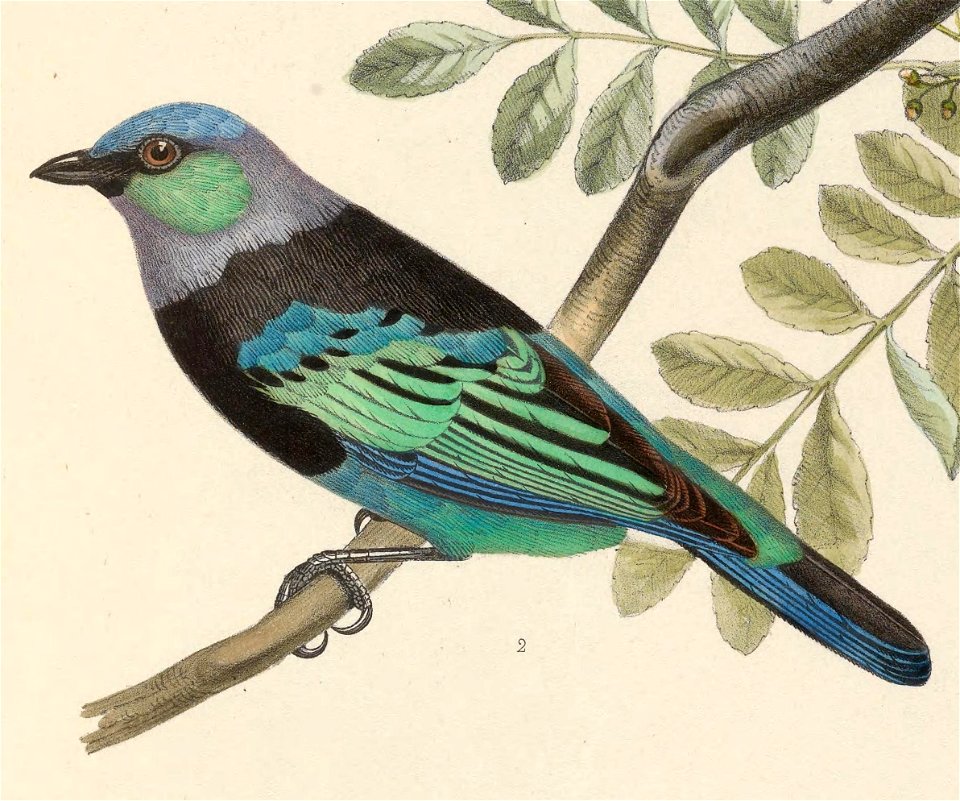 Tangara nigrocincta nigrocincta 1849