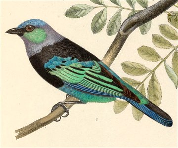 Tangara nigrocincta nigrocincta 1849