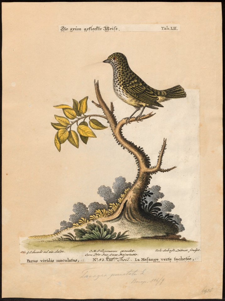 Tangara punctata - 1700-1880 - Print - Iconographia Zoologica - Special Collections University of Amsterdam - UBA01 IZ15900249