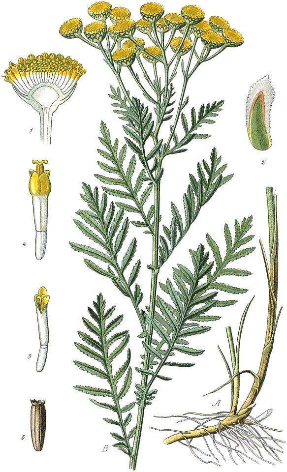 Tanacetum vulgare L - plate 179 - MAS Atl Pl France 2 183 no-description