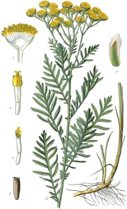 Tanacetum vulgare L - plate 179 - MAS Atl Pl France 2 183 no-description