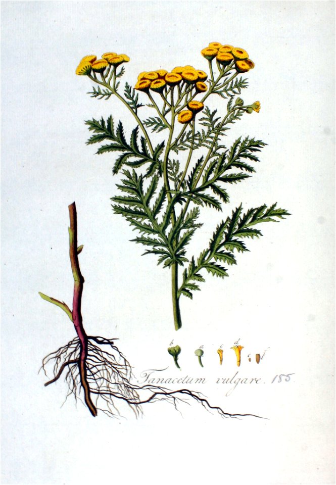 Tanacetum vulgare — Flora Batava — Volume v3