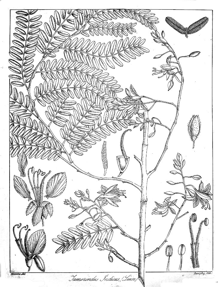 Tamarindus indica Govindoo