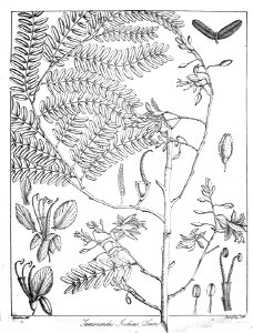 Tamarindus indica Govindoo