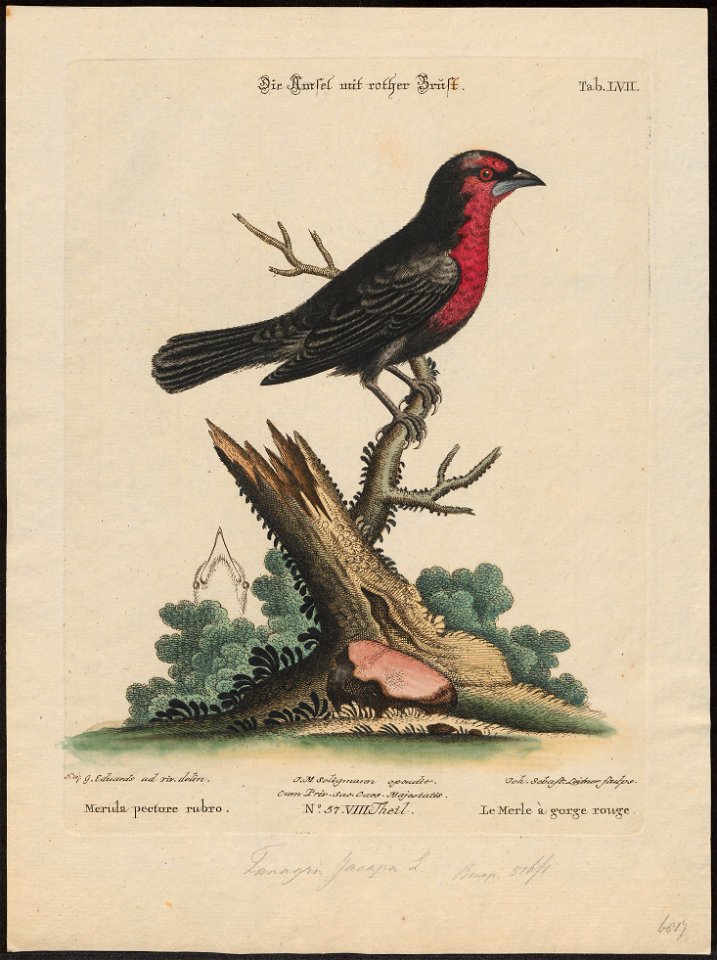 Tanagra jacapa - 1700-1880 - Print - Iconographia Zoologica - Special Collections University of Amsterdam - UBA01 IZ15900219
