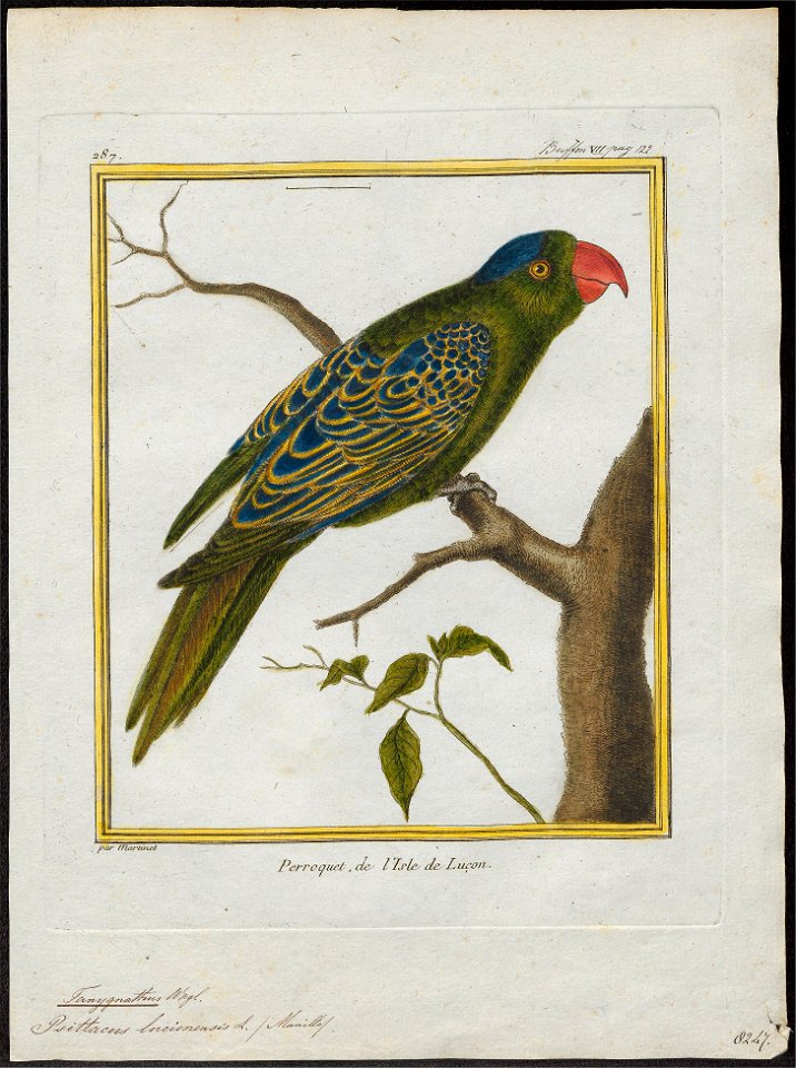 Tanygnathus lucionensis - 1700-1880 - Print - Iconographia Zoologica - Special Collections University of Amsterdam - UBA01 IZ18500264