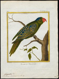 Tanygnathus lucionensis - 1700-1880 - Print - Iconographia Zoologica - Special Collections University of Amsterdam - UBA01 IZ18500264