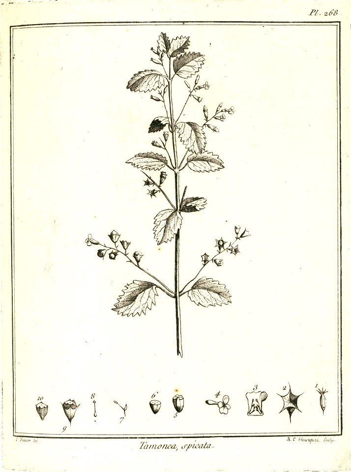 Tamonea spicata Aublet 1775 pl 268