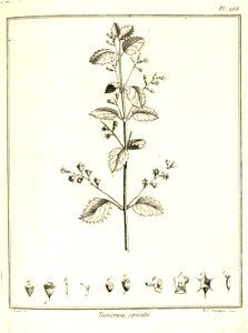 Tamonea spicata Aublet 1775 pl 268