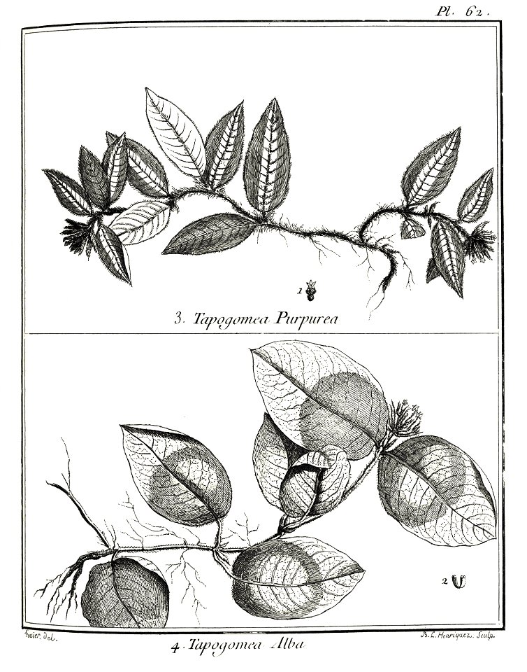 Tapogomea purpurea, alba Aublet 1775 pl 62