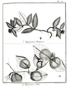 Tapogomea purpurea, alba Aublet 1775 pl 62