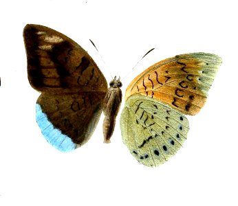 TanaeciaJuliiCooke