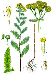 Tanacetum vulgare Sturm13047
