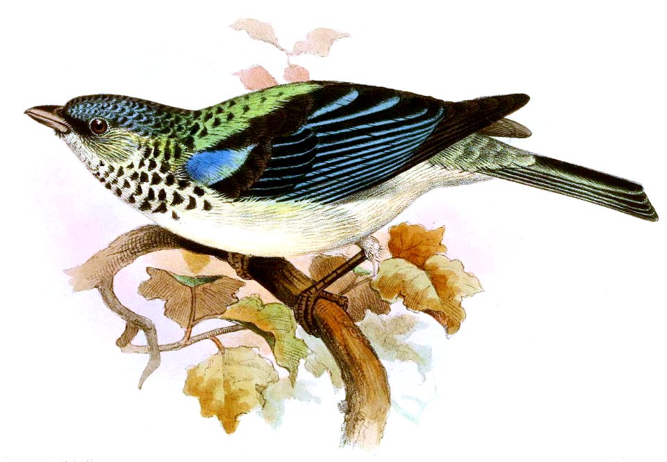 Tangara cabanisiIbis1868P003