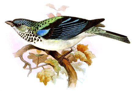 Tangara cabanisiIbis1868P003