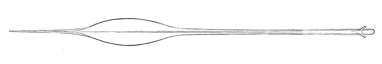 Taonius borealis gladius