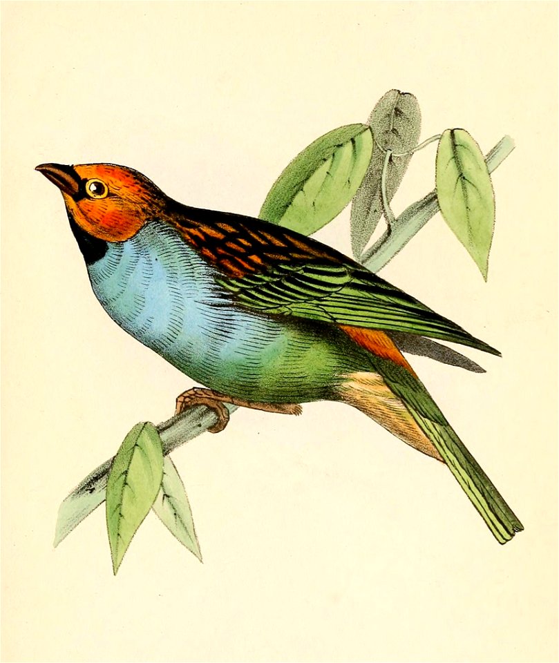 Tangara cyanoventris 1841