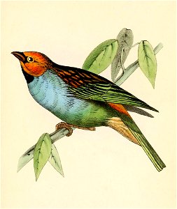 Tangara cyanoventris 1841