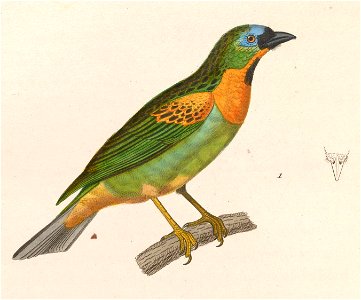Tangara desmaresti 1838
