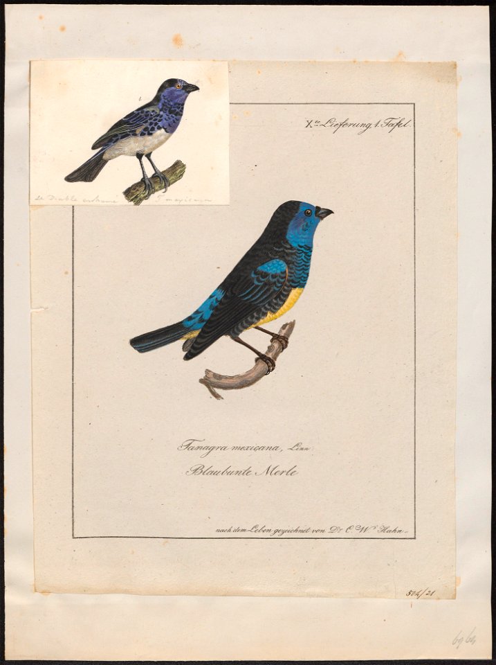 Tangara mexicana - 1700-1880 - Print - Iconographia Zoologica - Special Collections University of Amsterdam - UBA01 IZ15900329