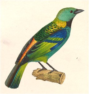 Tangara seledon 1838