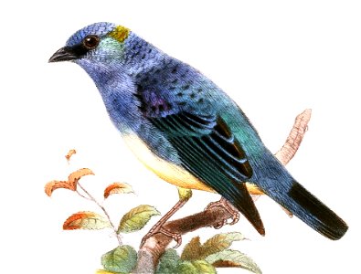 TangaraRuficervixSmit