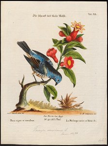 Tangara mexicana - 1700-1880 - Print - Iconographia Zoologica - Special Collections University of Amsterdam - UBA01 IZ15900335