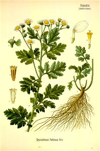 Tanacetum parthenium - 001x