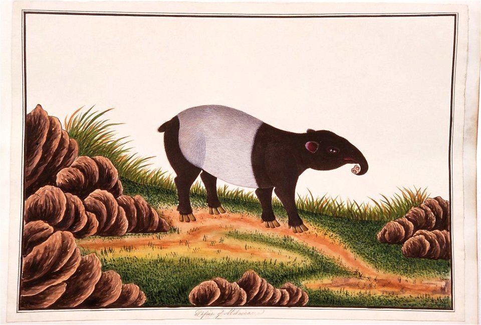 Tapir of Malacca (William Farquhar Collection, 1819–1823)