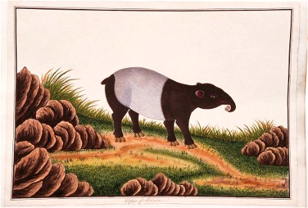 Tapir of Malacca (William Farquhar Collection, 1819–1823)