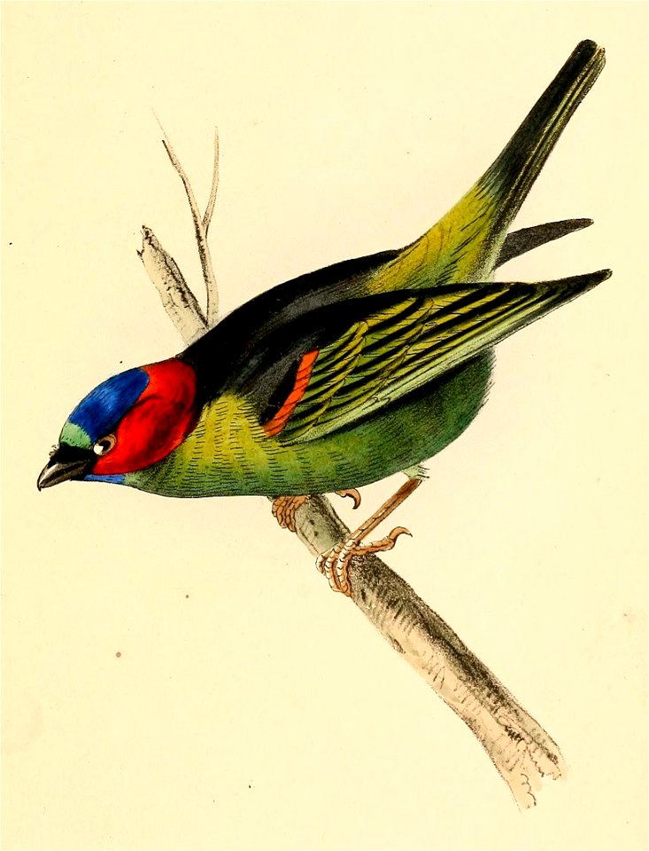 Tangara cyanocephala 1841