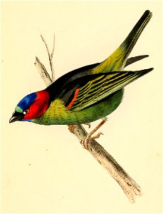 Tangara cyanocephala 1841