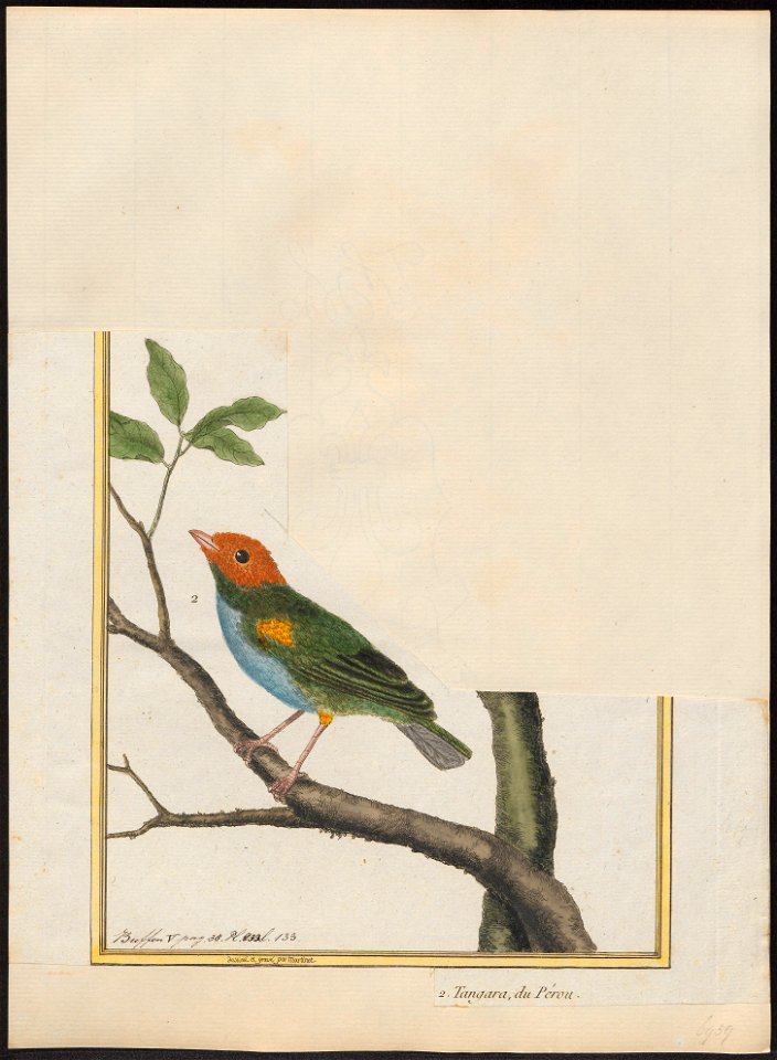 Tangara gyrola - 1700-1880 - Print - Iconographia Zoologica - Special Collections University of Amsterdam - UBA01 IZ15900319